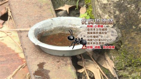 氣死蟻|螞蟻肆虐好惱人！國中生自行研究出「滅蟻剋星」